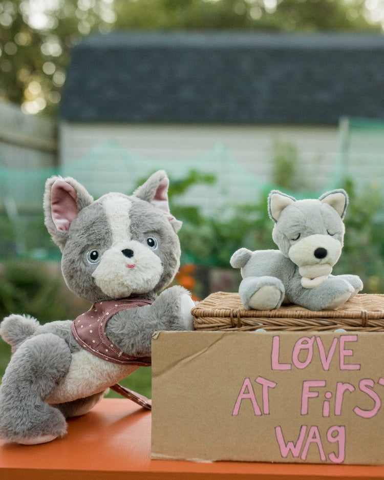 Two plush recycled dog toys from dinkum dolls, including the Dinkum Dog Gizmo, are outdoors—one beside a box, one on top. A cardboard sign says "LOVE AT FIRST WAG" in pink; a house and fence appear blurred behind them.
