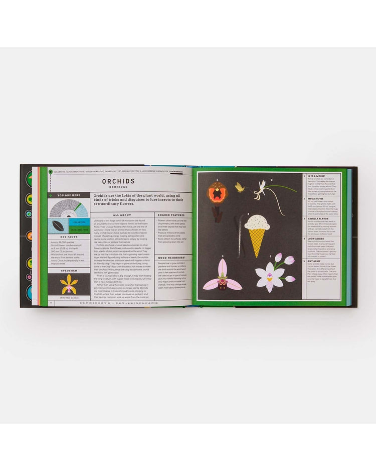 Little phaidon play full of life