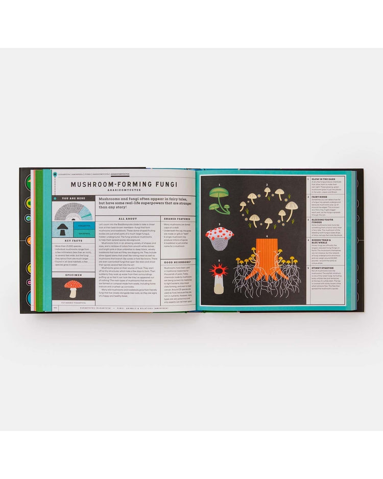 Little phaidon play full of life