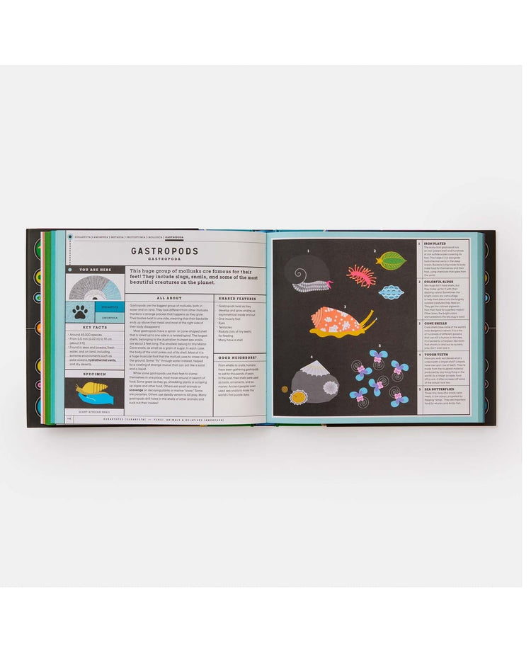 Little phaidon play full of life