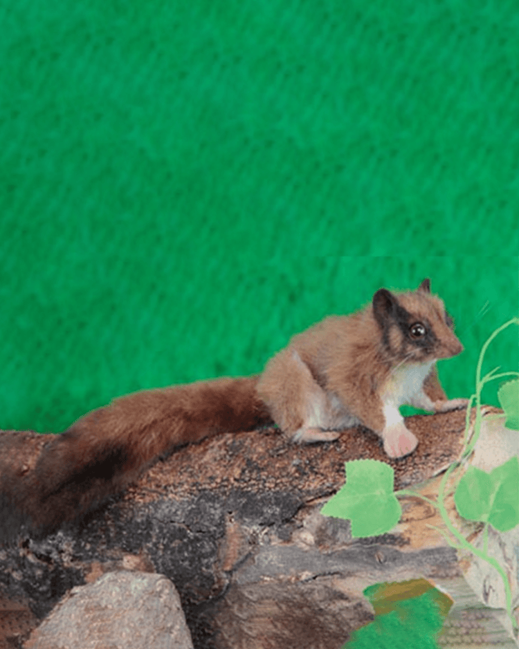 Little hansa toys play leadbetter possum