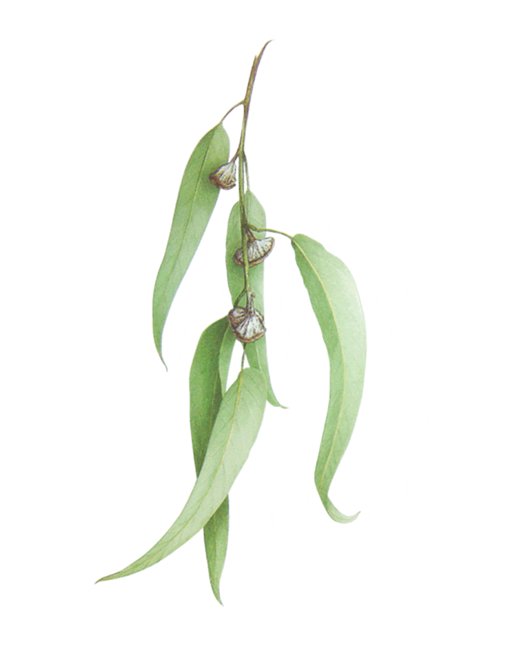 eucalyptus globulus tattoo