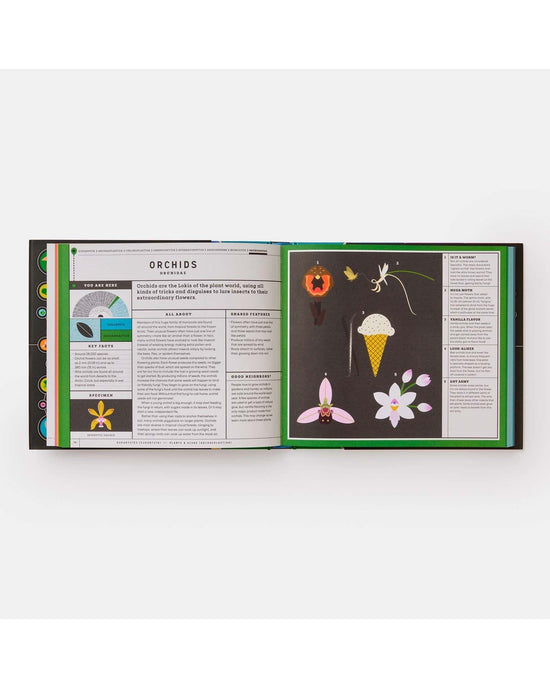 Little phaidon play full of life