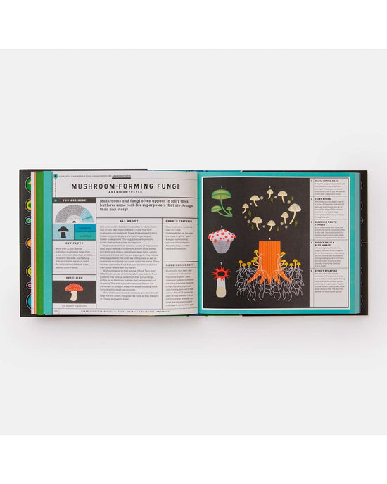 Little phaidon play full of life