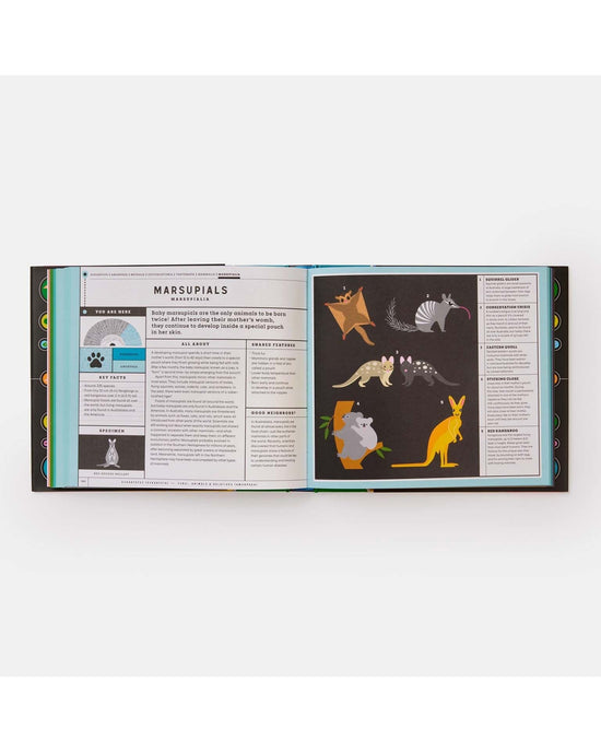 Little phaidon play full of life